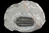 Adrisiops weugi Trilobite - New Phacopid Species #90030-5